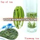 health green tea drink